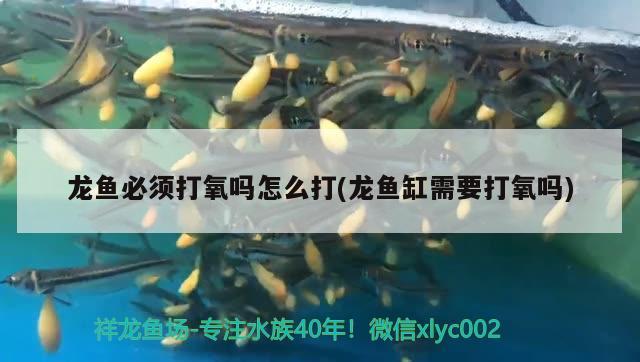 龍魚必須打氧嗎怎么打(龍魚缸需要打氧嗎) 七彩神仙魚