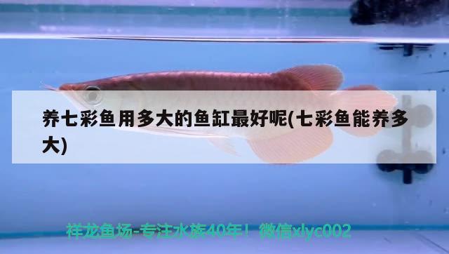 養(yǎng)七彩魚(yú)用多大的魚(yú)缸最好呢(七彩魚(yú)能養(yǎng)多大) 狗仔招財(cái)貓魚(yú)