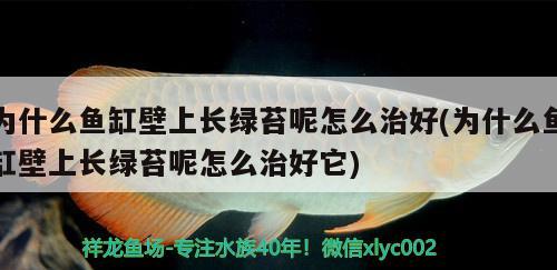 為什么魚缸壁上長綠苔呢怎么治好(為什么魚缸壁上長綠苔呢怎么治好它) 女王大帆魚苗