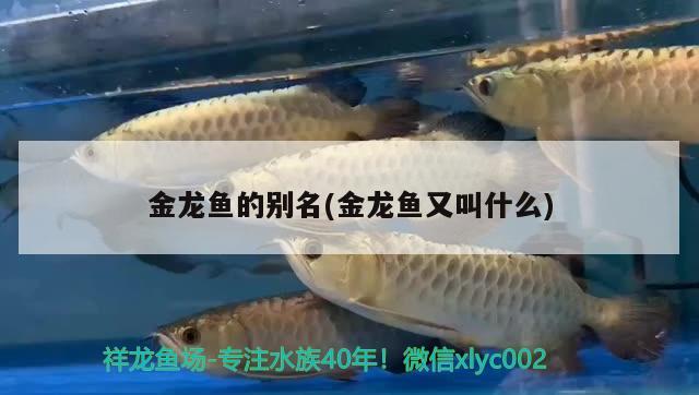 金龍魚的別名(金龍魚又叫什么)