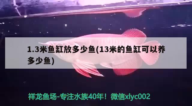 1.3米魚缸放多少魚(13米的魚缸可以養(yǎng)多少魚) 非洲金鼓魚