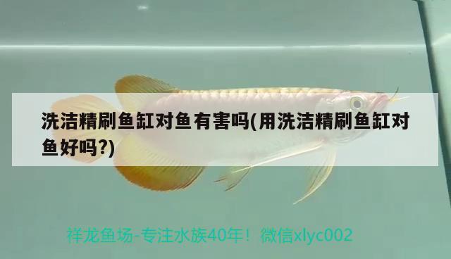 洗潔精刷魚缸對魚有害嗎(用洗潔精刷魚缸對魚好嗎?) 白子銀龍魚苗