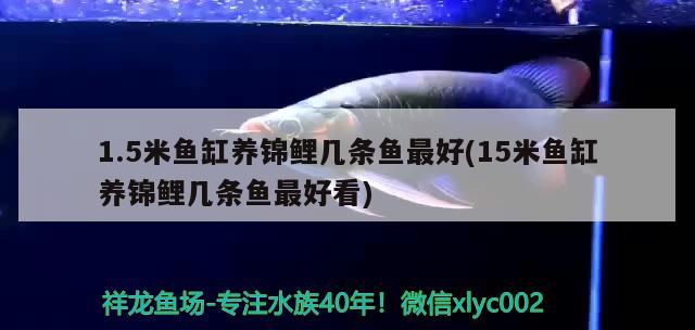 1.5米魚缸養(yǎng)錦鯉幾條魚最好(15米魚缸養(yǎng)錦鯉幾條魚最好看)