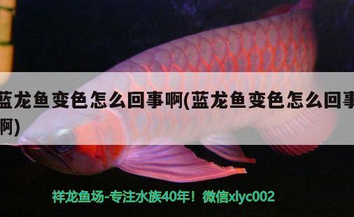 藍(lán)龍魚變色怎么回事啊(藍(lán)龍魚變色怎么回事啊) 巨骨舌魚