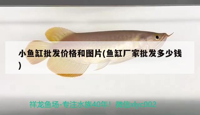 小魚缸批發(fā)價(jià)格和圖片(魚缸廠家批發(fā)多少錢)