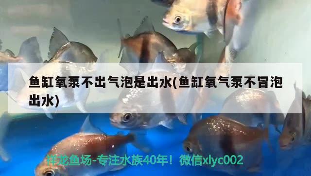 魚缸氧泵不出氣泡是出水(魚缸氧氣泵不冒泡出水) 巴西亞魚