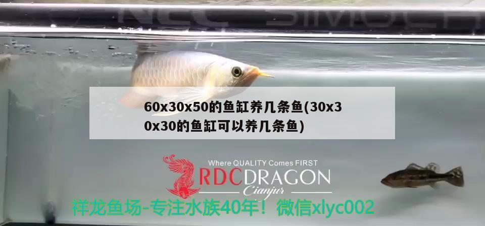 60x30x50的魚(yú)缸養(yǎng)幾條魚(yú)(30x30x30的魚(yú)缸可以養(yǎng)幾條魚(yú))