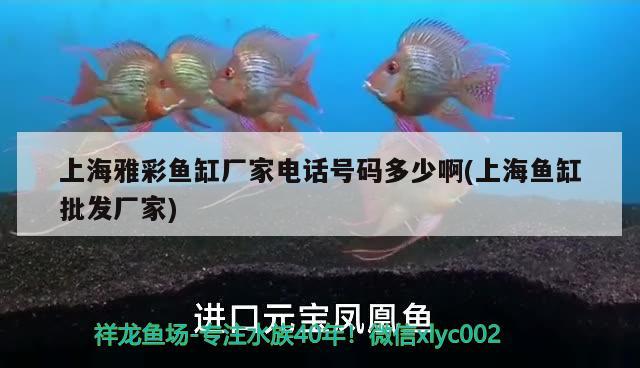 上海雅彩魚缸廠家電話號(hào)碼多少啊(上海魚缸批發(fā)廠家) 印尼虎苗