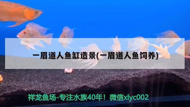 一眉道人魚缸造景(一眉道人魚飼養(yǎng)) 一眉道人魚