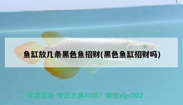 魚缸放幾條黑色魚招財(黑色魚缸招財嗎)