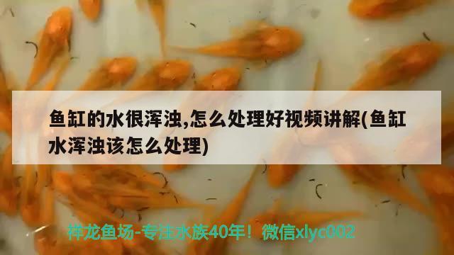 魚缸的水很渾濁,怎么處理好視頻講解(魚缸水渾濁該怎么處理)