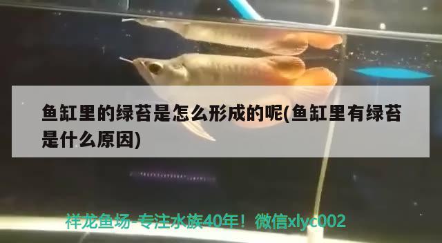 魚缸里的綠苔是怎么形成的呢(魚缸里有綠苔是什么原因)