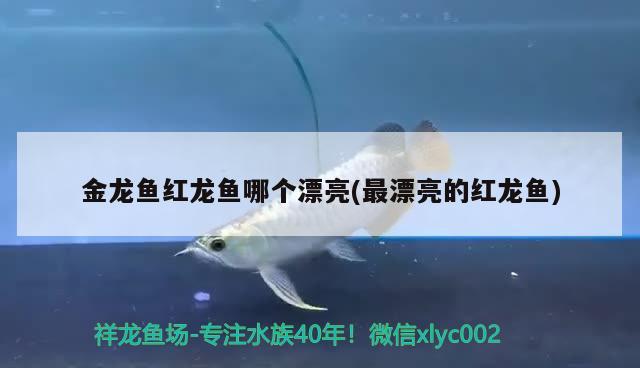 金龍魚紅龍魚哪個(gè)漂亮(最漂亮的紅龍魚) 羅漢魚批發(fā)