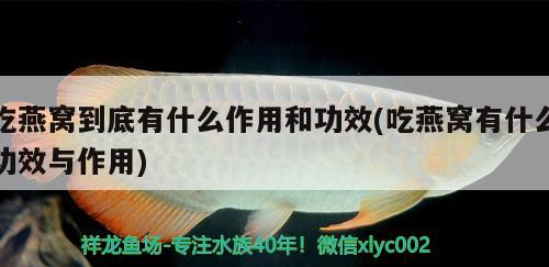 吃燕窩到底有什么作用和功效(吃燕窩有什么功效與作用)