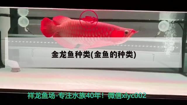 金龍魚種類(金魚的種類)