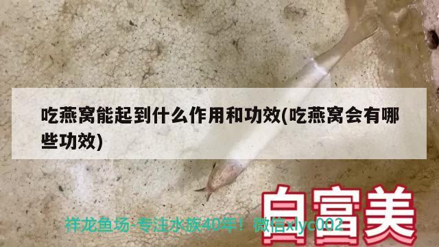 吃燕窩能起到什么作用和功效(吃燕窩會(huì)有哪些功效)