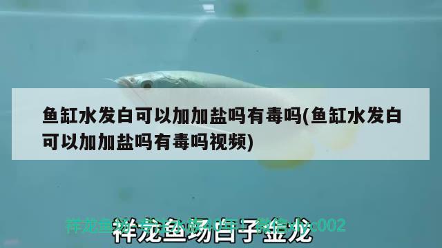 魚缸水發(fā)白可以加加鹽嗎有毒嗎(魚缸水發(fā)白可以加加鹽嗎有毒嗎視頻) 虎紋銀版魚