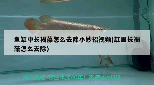 魚缸中長褐藻怎么去除小妙招視頻(缸里長褐藻怎么去除)