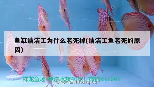 魚缸清潔工為什么老死掉(清潔工魚老死的原因) 祥龍龍魚專用水族燈