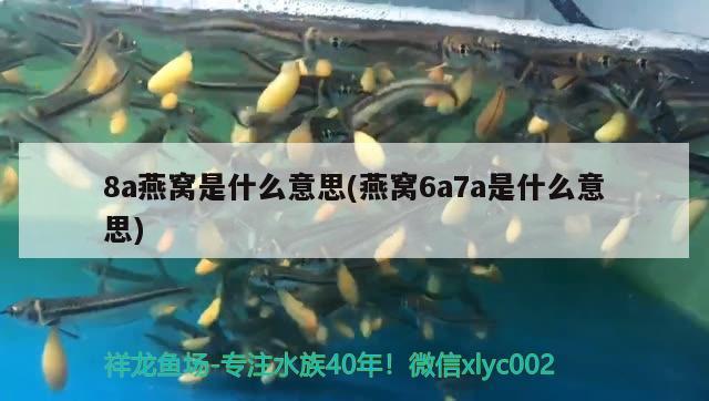 8a燕窩是什么意思(燕窩6a7a是什么意思) 馬來西亞燕窩