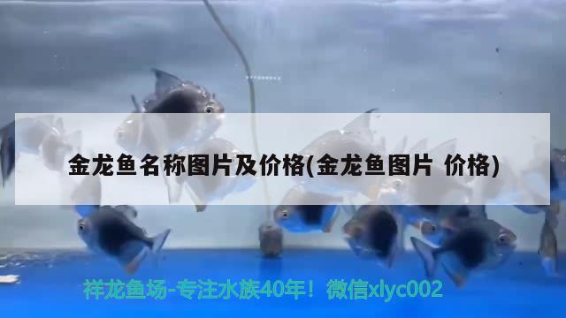 金龍魚名稱圖片及價格(金龍魚圖片價格)