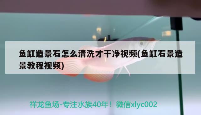 魚缸造景石怎么清洗才干凈視頻(魚缸石景造景教程視頻) 朱巴利魚苗