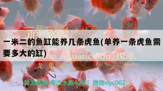 一米二的魚缸能養(yǎng)幾條虎魚(單養(yǎng)一條虎魚需要多大的缸) 虎魚百科 第1張