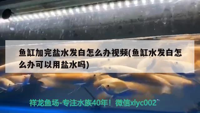 魚缸加完鹽水發(fā)白怎么辦視頻(魚缸水發(fā)白怎么辦可以用鹽水嗎)