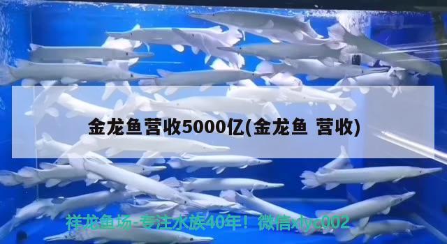 金龍魚營收5000億(金龍魚營收) 野彩魚