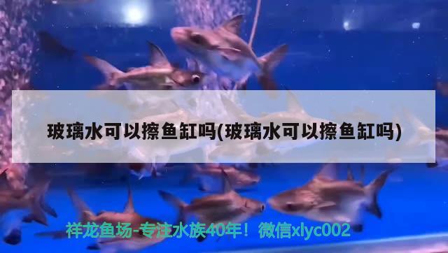 玻璃水可以擦魚缸嗎(玻璃水可以擦魚缸嗎) 白子球鯊魚