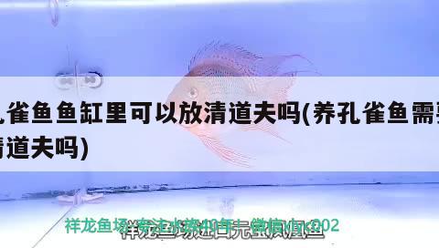 孔雀魚魚缸里可以放清道夫嗎(養(yǎng)孔雀魚需要清道夫嗎) 球鯊魚