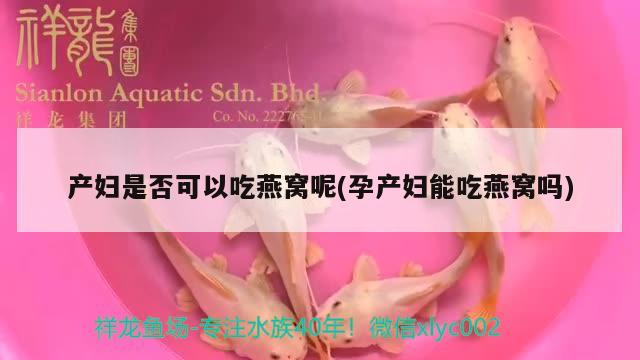 產(chǎn)婦是否可以吃燕窩呢(孕產(chǎn)婦能吃燕窩嗎) 馬來西亞燕窩