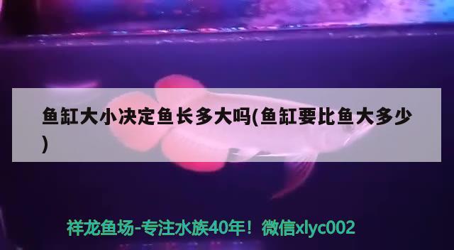 魚(yú)缸大小決定魚(yú)長(zhǎng)多大嗎(魚(yú)缸要比魚(yú)大多少)