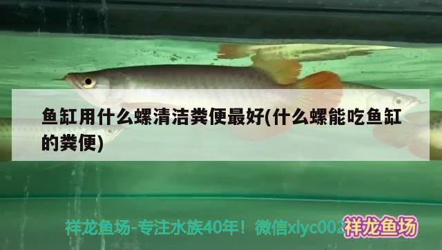 魚缸用什么螺清潔糞便最好(什么螺能吃魚缸的糞便) 七紋巨鯉魚