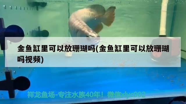 金魚缸里可以放珊瑚嗎(金魚缸里可以放珊瑚嗎視頻) 二氧化碳設(shè)備