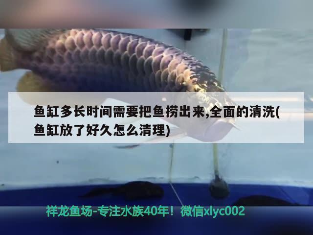 魚缸多長時(shí)間需要把魚撈出來,全面的清洗(魚缸放了好久怎么清理)