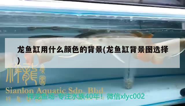 龍魚缸用什么顏色的背景(龍魚缸背景圖選擇) 水族用品