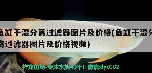 魚缸干濕分離過濾器圖片及價(jià)格(魚缸干濕分離過濾器圖片及價(jià)格視頻) 稀有紅龍品種