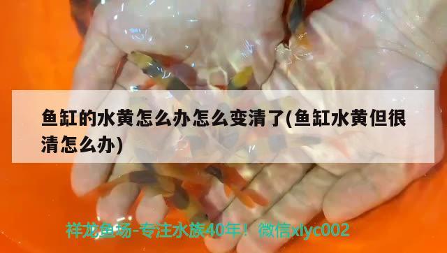 魚(yú)缸的水黃怎么辦怎么變清了(魚(yú)缸水黃但很清怎么辦) 銀龍魚(yú)苗