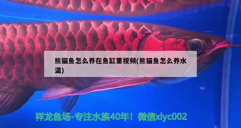 熊貓魚怎么養(yǎng)在魚缸里視頻(熊貓魚怎么養(yǎng)水溫)