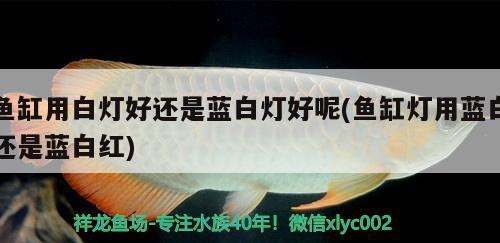 魚缸用白燈好還是藍(lán)白燈好呢(魚缸燈用藍(lán)白還是藍(lán)白紅) 委內(nèi)瑞拉奧里諾三間魚苗