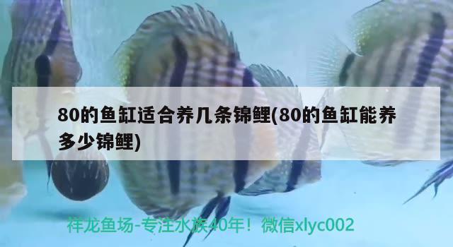 80的魚缸適合養(yǎng)幾條錦鯉(80的魚缸能養(yǎng)多少錦鯉) 純血皇冠黑白魟魚