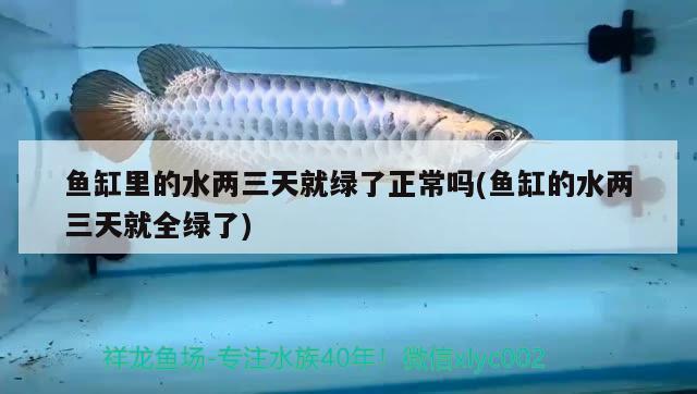 魚缸里的水兩三天就綠了正常嗎(魚缸的水兩三天就全綠了) 祥龍魚場(chǎng)