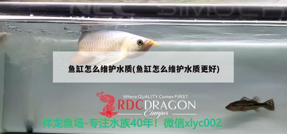 魚缸怎么維護(hù)水質(zhì)(魚缸怎么維護(hù)水質(zhì)更好)