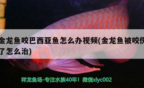 金龍魚咬巴西亞魚怎么辦視頻(金龍魚被咬傷了怎么治)