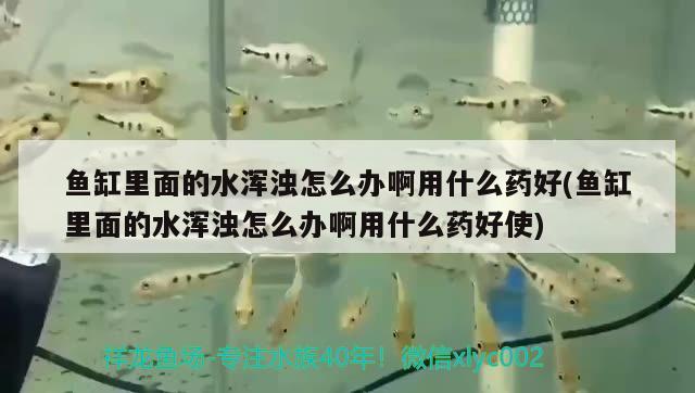 魚缸里面的水渾濁怎么辦啊用什么藥好(魚缸里面的水渾濁怎么辦啊用什么藥好使) 赤焰中國虎魚