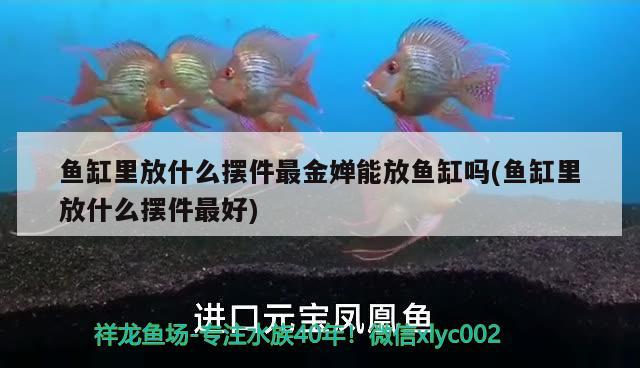 魚缸里放什么擺件最金嬋能放魚缸嗎(魚缸里放什么擺件最好) 黃金斑馬魚