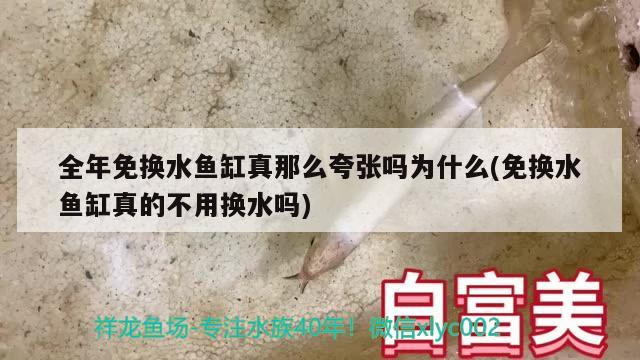 全年免換水魚缸真那么夸張嗎為什么(免換水魚缸真的不用換水嗎) 麥肯斯銀版魚