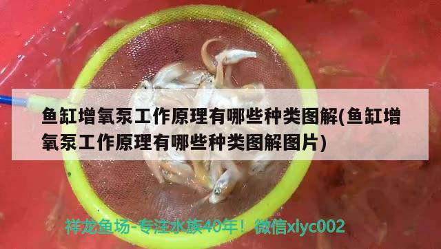 魚缸增氧泵工作原理有哪些種類圖解(魚缸增氧泵工作原理有哪些種類圖解圖片) 黃金河虎魚