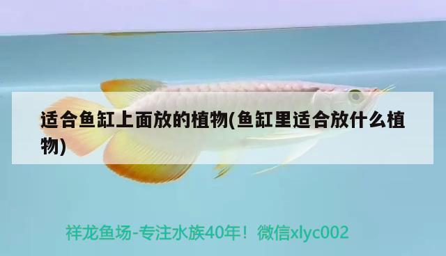 適合魚缸上面放的植物(魚缸里適合放什么植物) 祥龍魚場其他產(chǎn)品